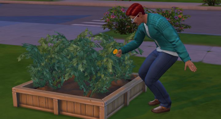 Harvested Plants can be sold through the Sim's Inventory