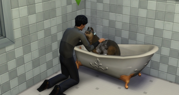 Giving a dog a bath in the Sims 4 Cats and Dogs Pets Expansion