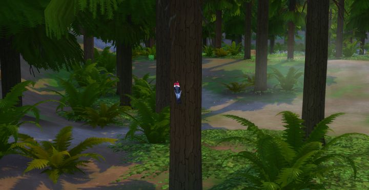 A Woodpecker on a tree